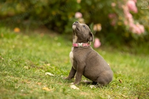 Tokyo kutyus gazdira vár - kép 5