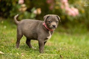 Tokyo kutyus gazdira vár - kép 3