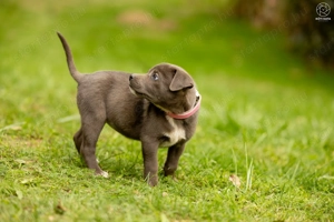 Tokyo kutyus gazdira vár - kép 6