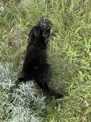 Kiskorom cica gazdira vár - kép 3