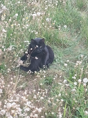 Kiskorom cica gazdira vár - kép 2