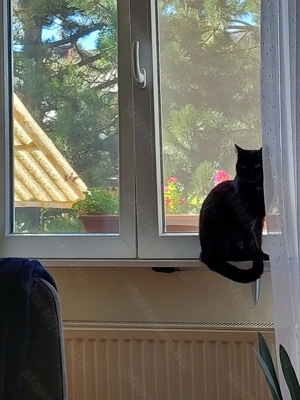 Kiskorom cica gazdira vár - kép 4