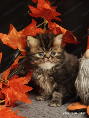 Perzsa cicák új személyzetet keresnek - kép 2