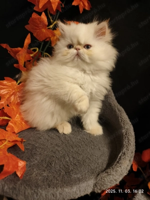  Perzsa cicák eladók   minden luxuscsomaggal! - kép 3