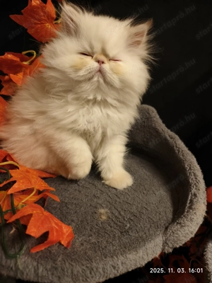  Perzsa cicák eladók   minden luxuscsomaggal! - kép 2