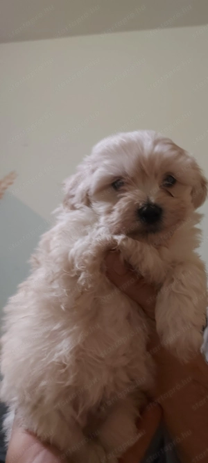 Bichon Havanese babák - kép 2