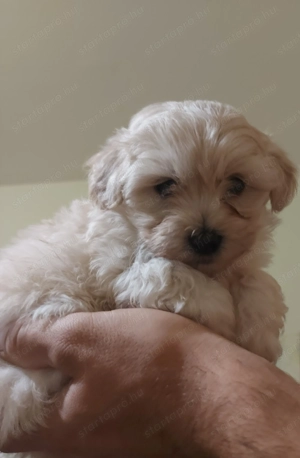 Bichon Havanese babák - kép 4