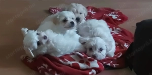 Bichon Havanese babák - kép 6