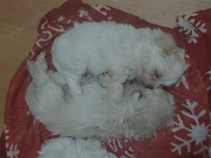 Bichon Havanese babák - kép 3