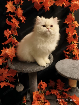  Perzsa cicák,kis doromboló csodák minden luxussal új szolgálót keresnek - kép 2