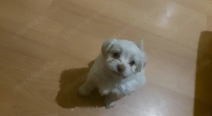 Bichon Havanese babák - kép 7