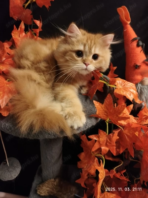 Perzsa cica luxus lakosztályt keres - kép 2