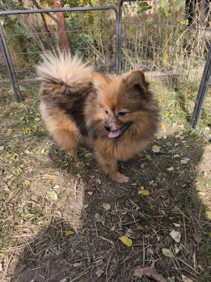 Törzskönyves Kis Spitz 