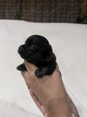 Eladó pici méretű csivava - kép 4