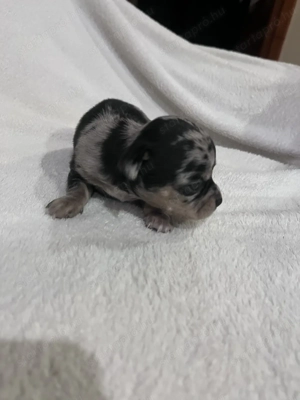 Eladó pici méretű csivava - kép 3