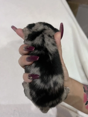 Eladó pici méretű csivava - kép 2