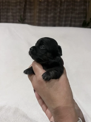 Eladó pici méretű csivava - kép 5