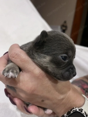 Eladó pici méretű csivava - kép 10