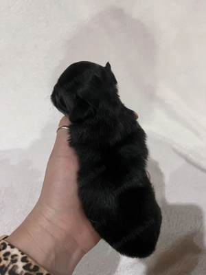 Eladó pici méretű csivava - kép 6