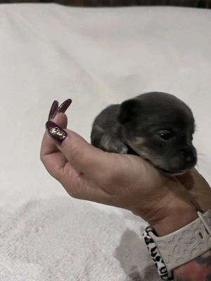 Eladó pici méretű csivava - kép 8