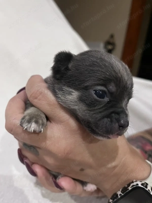 Eladó pici méretű csivava - kép 9