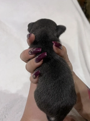 Eladó pici méretű csivava - kép 7