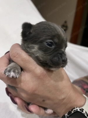 Eladó pici méretű csivava - kép 11