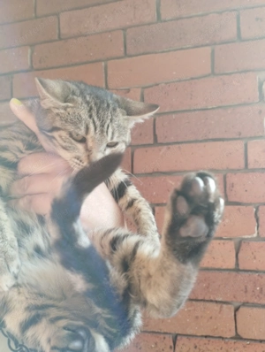 Bengáli kever k kislány - kép 4