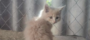 Fajtatiszta maine coon kandúr kiscica eladó  - kép 2