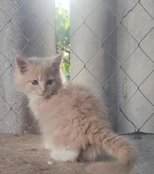 Fajtatiszta maine coon kandúr kiscica eladó  - kép 3