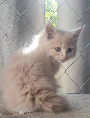 Fajtatiszta maine coon kandúr kiscica eladó  - kép 4