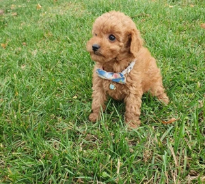 Uszkár Törpe kislány 