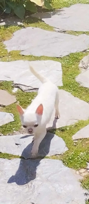 Kiállításokra, tenyésztésre is alkalmas csivavák - kép 2