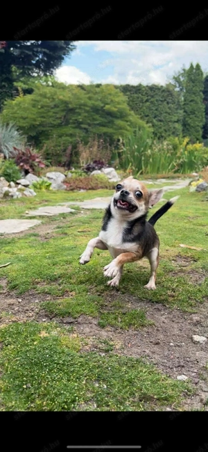 Kiállításokra, tenyésztésre is alkalmas csivavák - kép 3