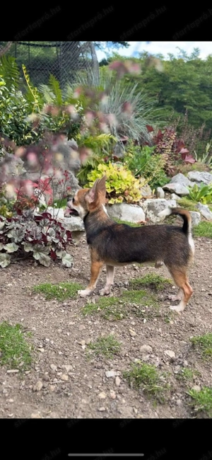 Kiállításokra, tenyésztésre is alkalmas csivavák - kép 4