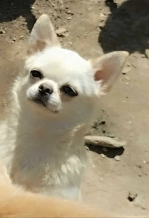 Kiállításokra, tenyésztésre is alkalmas csivavák - kép 5