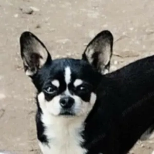 Kiállításokra, tenyésztésre is alkalmas csivavák - kép 6