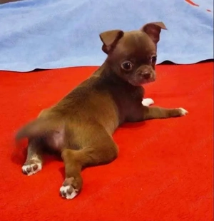 Kiállításokra, tenyésztésre is alkalmas csivavák - kép 8