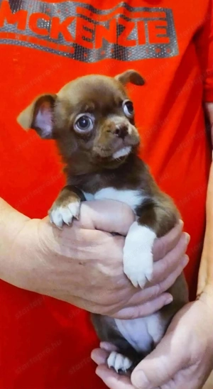 Kiállításokra, tenyésztésre is alkalmas csivavák - kép 9