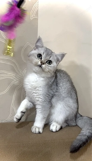 Skót cicák tenyésztőtől - kép 2