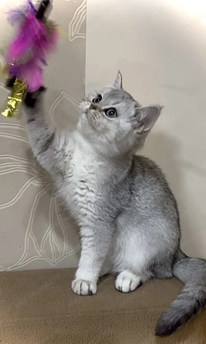 Skót cicák tenyésztőtől - kép 3