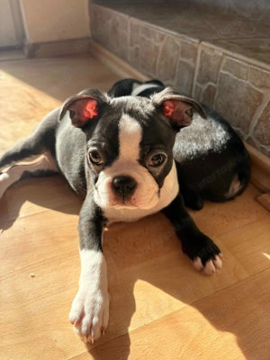 Boston terrier fajtiszta kiskutyák keresik álomgazdijukat - kép 2
