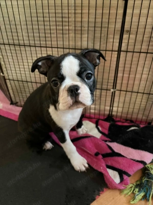 Boston terrier fajtiszta kiskutyák keresik álomgazdijukat - kép 3