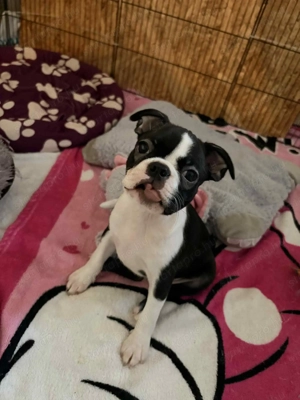 Boston terrier fajtiszta kiskutyák keresik álomgazdijukat - kép 4