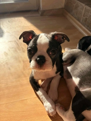Boston terrier fajtiszta kiskutyák keresik álomgazdijukat - kép 5