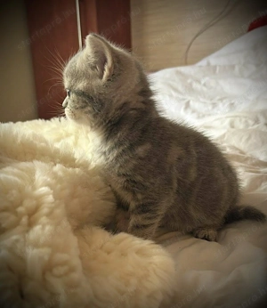 Kék-arany Brit kislány tenyésztőtől - kép 2