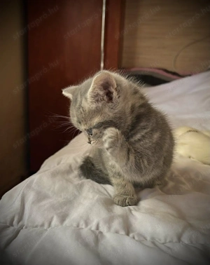 Kék-arany Brit kislány tenyésztőtől - kép 3