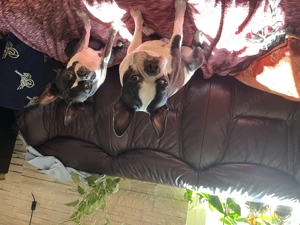 Boston terrier fajtiszta kiskutyák keresik álomgazdijukat - kép 6