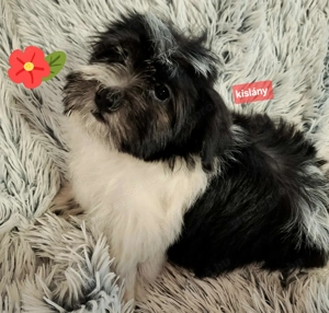 Törzskönyvezett szülőktől minőségi havanese kiskutyák  - kép 4