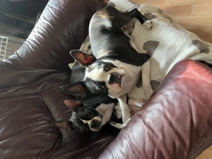 Boston terrier fajtiszta kiskutyák keresik álomgazdijukat - kép 12